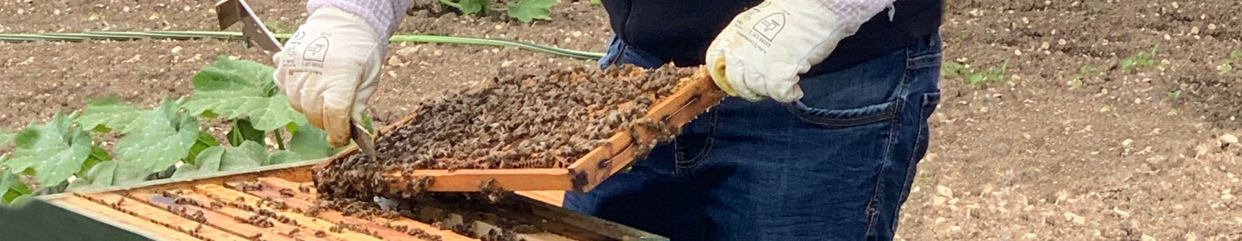 header/wheader-bienenzucht2.jpg